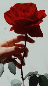 Lost In Paradise Love Fashion E Cute Aesthetic Roses Red Roses Rose Flower Wallpaper