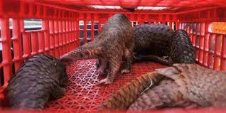 Zirafah, kucing, kanggaru, panda, tenggiling, cara pembiakan haiwan (bertelur & beranak). 8 Fakta Menarik Trenggiling Patut Diketahui Hewan Tertuduh Sebagai Perantara Corona Merdeka Com