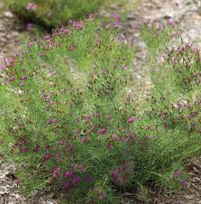 Image result for Vernonia natalensis