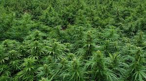 Oregon Taking Steps To Address Delta 8 Thc The New Unregulated High Portland Business Journal