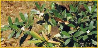 Image result for Mascarenhasia