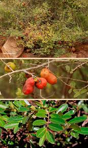 Image result for Hexalobus monopetalus