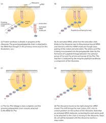 For research use only · bioactive compounds · assay kits 11 7 Rna Protein Synthesis And The Genetic Code Chemistry Libretexts