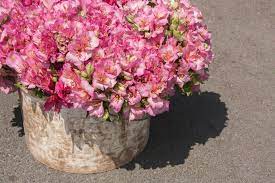 This method will also work with potted perennials and shrubs. 19 Best Plants To Grow In Pots Containers Horticulture