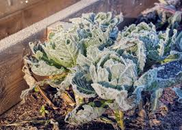 Check spelling or type a new query. Zone 6 Winter Crops How To Grow Winter Vegetables In Zone 6 Gardens