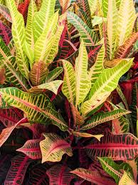 Image result for Codiaeum