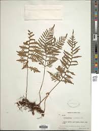 Image result for Pleopeltis  × simiana