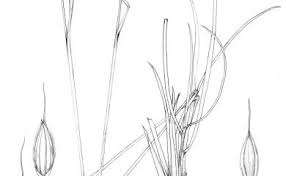 Image result for Alloteropsis semialata