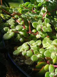 Image result for Crassula expansa