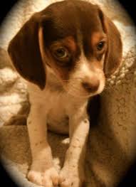 They get plenty of attention from our family and stay inside as much as outside. Pocket Beagle For Sale In Greensboro North Carolina Classified Americanlisted Com