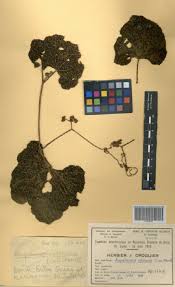 Image result for Ampelocissus africana