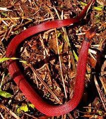 Red Coffee Snake Ninia Sabae Is Confused Also With The Coral Snake By Some Maya People Yucatan Bird Species Snake