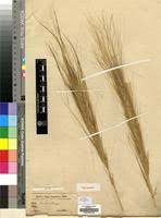 Image result for Loudetia phragmitoides