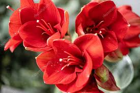 Close Up Of A Red Amaryllis Amaryllis Flowers In Glass Vase Flower Shop Concep Sponsored Amaryllis Flowers A Amaryllis Flowers Red Amaryllis Flowers