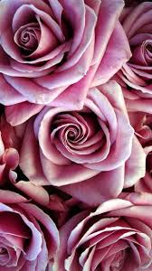 Nature Wallpaper Iphone Flowers Pink Roses Samina D Wallpapers Designs Rose Wallpaper Flower Wallpaper Pink Nature