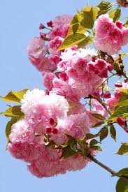 Most cherry trees blossom in early spring. 10 Best Kwanzan Cherry Tree Ideas Cherry Tree Kwanzan Cherry Tree
