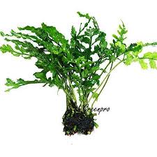 Read ratings & reviews · fast shipping · shop our huge selection Greenpro Water Fern Bolbitis Heudelotii Potted Live Aquarium Plant Fresh Water Plants Buy Online In Qatar At Qatar Desertcart Com Productid 39472167