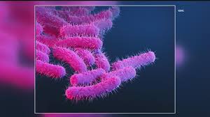 Image result for Shigella