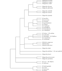 Image result for Huberantha mossambicensis