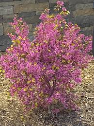 How to identify a flowering bush. Can Someone Help Me Identify This Shrub Bush Nc Plants