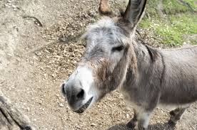 We did not find results for: Donkey Animal Smile Free Photo On Pixabay