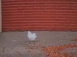 Plastic bag theme (from american beauty). American Beauty Thomas Newman From The Plastic Bag Scene Coub The Biggest Video Meme Platform