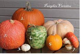 In The Garden Pumpkins Gourds And Squash Oh My Pumpkin Varieties Pumpkin Types Of Pumpkins