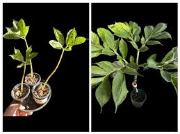 Image result for Amorphophallus richardsiae