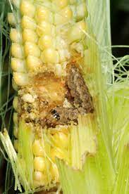 Dreamstime is the world`s largest stock photography community. Managing Insect Pests On Commercially Grown Sweet Corn