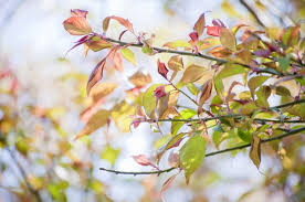 紅葉の美しさを表現する言葉6選 名木紅葉や谿紅葉を愛でる秋 言葉の庭