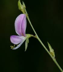 Image result for Galactia striata