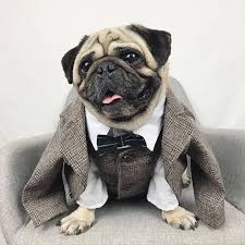 kopek giysileri dugun pet kopek takim elbise resmi evcil kopekler kopekler icin giyim kostum evcil hayvan malzemeleri pet giyim kopek kiyafet bulldog pug dog coats jackets aliexpress