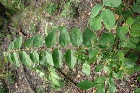 Image result for Paropsia brazzeana