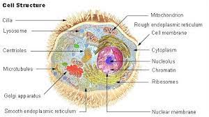 Human Physiology Cell Structure And Function Cell Structure Human Cell Structure Cell Biology