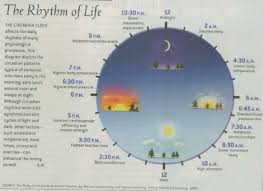 circadian rhythm clock chart herbal sleeping tablets