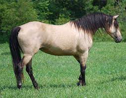 I used the buttermilk buckskin base and added the appaloosa markings as well. Buttermilk Buckskin Horse Google Search Horses Morgan Horse Buckskin Horse