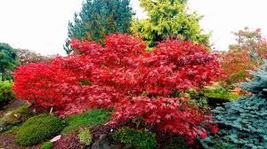 Buy in monthly payments with affirm on orders over $50. A Growing Concern 13 Trees Shrubs To Plant For Magnificent Fall Color Peninsula Daily News