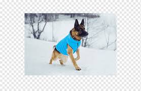 5 out of 5 stars. Dog Breed German Shepherd Breed Group Dog Dog Clothes Pet Shepard Dog Carnivoran Pet Dog Like Mammal Png Pngwing