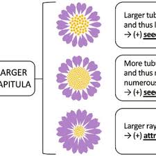 Image result for Pogonospermum ciliatum