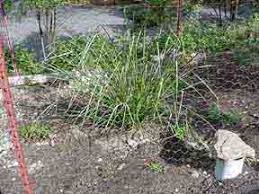 See more ideas about grass, states, perennial grasses. Vetiver Grass In Usa