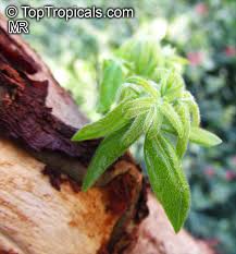 Image result for Commiphora mossambicensis