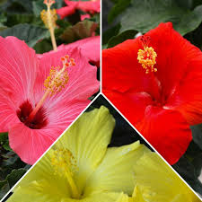 Image result for Hibiscus engleri