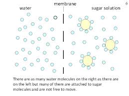 An obvious question is what makes water move at all? Why Is The Cell Membrane So Important Names
