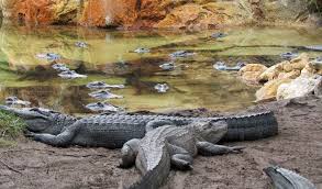 Save 3 50 Off Gatorland Orlando Https Www Destinationcoupons Com Florida Orlando Gatorland Gatorland Discount Coupons Ge In 2020 Ziplining Orlando Gatorland Orlando