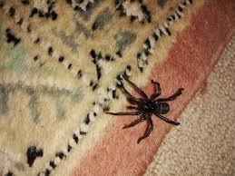 Image result for Helinus spartioides