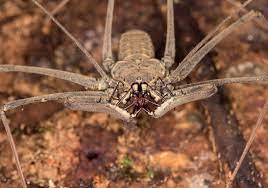 Found in northern south america, it is the largest spider in the world by mass and size, but it is second to the giant huntsman spider by. Amblypygi Wikipedia