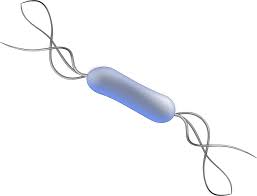 Free Image On Pixabay Bacillus Bacteria Biology Bacillus Biology Bacteria
