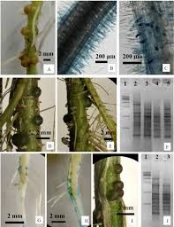 Image result for Aeschynomene afraspera