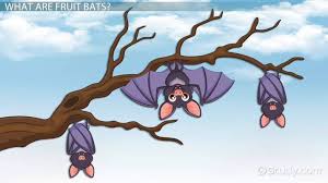 Pypus is now on the social networks, follow him and get latest free coloring pages and much more. Fruit Bat Facts Lesson For Kids Educational Videos For Kids Study Com