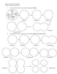 Meiosis Stages Worksheet Bing Images Meiosis Color Worksheets Meiosis Activity
